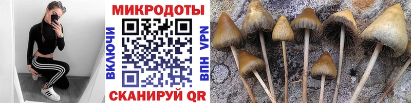 Купить  Тверь  Галлюциногенные грибы Psilocybine cubensis 